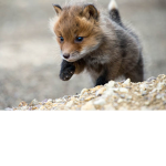 FoxesForEver