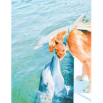 Prttydolphinx