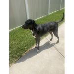 Dark shadow dogs