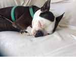 Doggy ###### people who love dogs