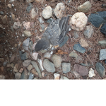 Baby bird group