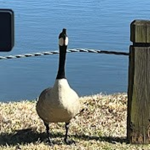 Bonus Duck