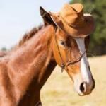 ~pony club~