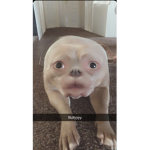Kneedgum boss