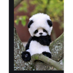 Panda is a party
