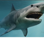 Shark and black lives matter club