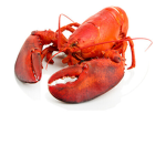 Lobster People