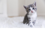 Communauté des chats
