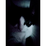 Kitten Emily