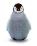Penguin lover’s