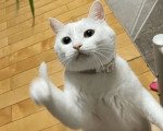 Its silly time