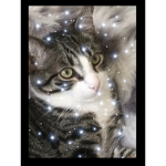 Official cat squadXD