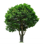 The Forest Society