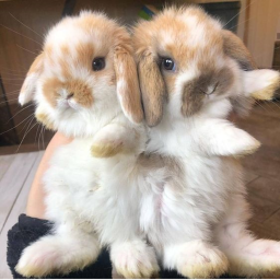 🐇