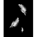 Feather of a Bird