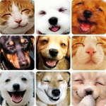 ROBLOX Pet Lovers Reunited!