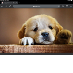 Cute_dogs especially pups