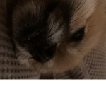 I LOVE Pomeranian