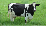 Fat cow hater club