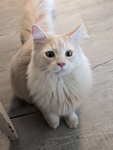 Waffle, The Kitty