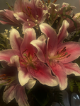 ~flower~garden~