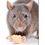 RAT DISNEY SOCCER DOG RAT RAT RAT
