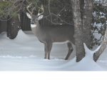 Deer hunting
