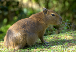 POLISH CAPIBARIA :)