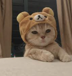 CATFORLIFE:)