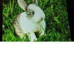 Cute bunnies never end
