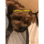 Lulu and angel
