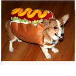 The corgi lovers group Group Thumbnail