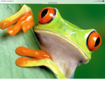 Frog. Studios