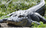 Gator Militia