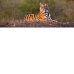 Tigers are Awesome! :D
