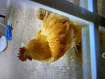 CHICKEN’S POOP