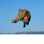 The Elite Bob cats