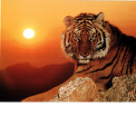 team tigre