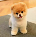 Its the dogs