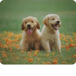 Baby animals lavas