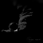 Midnight coffins