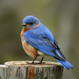 bluebird's island