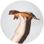 Game Pass Icon
