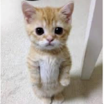 The Gatos?