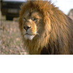 King lions