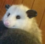 The Possum Club