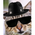 Cat snap