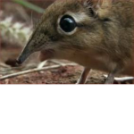 Elephant Shrew Lovers!