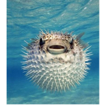 Pufferfish nations