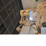 BOBUX DINISAUR GROUP
